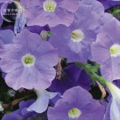 Rare 'Mik' Light Purple Petunia Hybrid Seeds, 200 seeds,