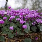 Rare 'Qiguaidao' Purple Eastern Cyclamen Seeds, 5 seeds
