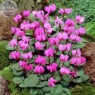 Rare 'Xianv' Pink Cyclamen Seeds, 5 seeds