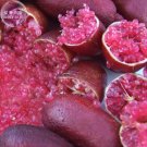 Rare Imported Rose Red Finger Lime Pomegrante Plant seeds, 10 seeds