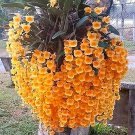Rare Phalaenopsis Orchid, Orange 200 seeds