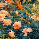 Rare 'Gloire de Dijon' Subtle Fragranced Climbing Rose, 50 seeds,