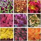 Rare Rainbow Mixed Coleus Seeds, 100 Seeds,