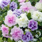 Rare 'Xin Hun' Colorful Petunia Seeds, 200 Seeds,