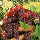 Rare BELLFRAM 'Little Bee' Sweet Pink Grape Seeds, 30 Seeds
