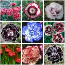 Rare BELLFRAM Mixed 9 Types of Dianthus Seeds, 200 Seeds