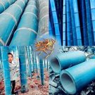 Rare 20PCS Chinese Blue Bamboo Seeds MOSO Bamboo Huge Mao Bamboo