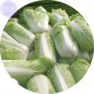 Rare BELLFARM Chinese Cabbage Heirloom Seeds, 100 Seeds