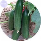 Rare BELLFARM Fruit Cucumber Eaten Raw Vegetable Seeds, Professional Pack, 50 Seeds