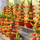 Rare BELLFARM Dragon Fruit Pitaya Red (White, Yellow) Organic Seeds, 100 Seeds
