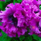 Rare Petunia 200 Seeds, 'Superbissima Nana Wine Red'
