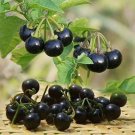 Rare Black Nightshade Plant (Solanum nigrum) – Edible Berries 200 seeds