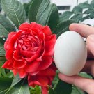 Rare Premium 'Buddha's Hand' Double Impatiens Seeds - Large Red Blooms, 40-50 cm Height 10 seeds