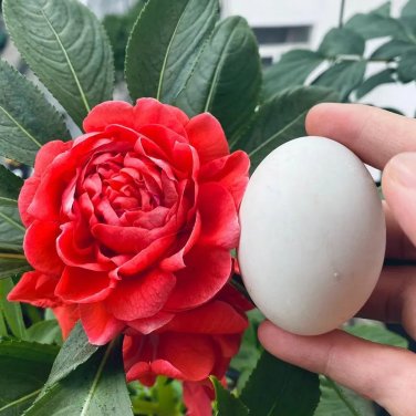 Rare Premium 'Buddha's Hand' Double Impatiens Seeds - Large Red Blooms, 40-50 cm Height 10 seeds