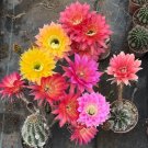 Rare Echinopsis Cactus Seeds Mixed, Easy-Care Large Bloom 100 seeds