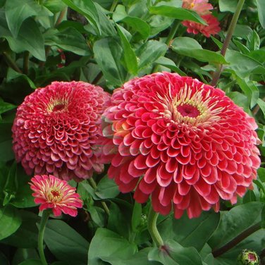 Rare Double-Flowered Zinnia 100 Seeds &acirc;�� Vivid Pink