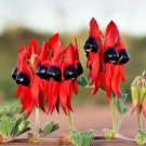 Rare Grow Sturt's Desert Pea – Unique Australian Wildflower 5 Seeds for Arid Gardens