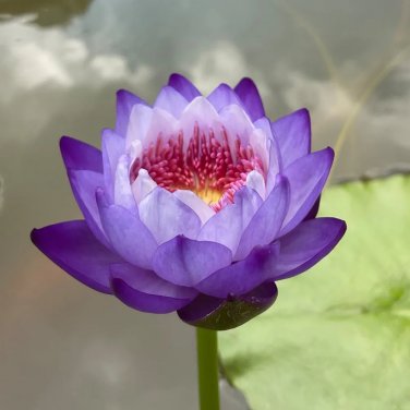 Rare Nymphaea Ziy &acirc;�� Exclusive Bellfram&Acirc;&reg; Hybrid Water Lily 5 Seeds