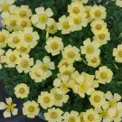 Rare Oxalis Obtusa Series Bulb - 'Red String', Pack of One Bulb