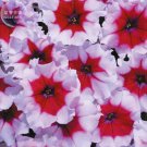 Rare BELLFARM Petunia Celebrity Burgundy Frost Annual Seeds, 200 Seeds