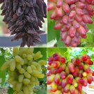 Rare 50 seeds Finger Grape, Mixed