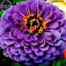 Rare BELLFARM Rare Zinnia Seeds, 50 Seeds, Professional Pack