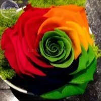 Rare BELLFARM Crazy Rainbow Rose seeds, 50 Seeds, Professional Pack