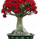 Rare BELLFARM Adenium seeds, only 1 Seed, big blooms colorful desert rose