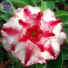 Rare BELLFARM Imported Adenium seed, only 1 Seed, big blooms colorful desert rose