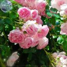 Rare BELLFARM Rose Heirloom Climbing Flower Seeds, 50 Seeds
