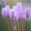 Rare BELLFARM 'Houniao' Purple Cyclamen Seeds, 5 Seeds, Professional Pack