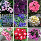 Rare BELLFARM Verbena hybrida Voss Perennial Plant Seeds, 80 Seeds