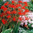 Rare Crocosmia aurea 50 Seeds