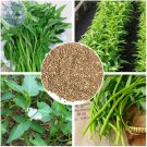Rare BELLFARM Thai Water Spinach Kangkong Vegetable 30 Seeds