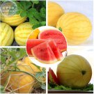 Rare BELLFARM Yellow Skin Red Watermelon Seeds, 50 Seeds