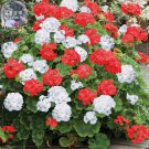 Rare BELLFARM Geranium 'St Gerorge' Seeds, Professional Pack, 10 Seeds