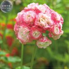 Rare BELLFARM Geranium 'Apple Blossom Rosebud' Seeds, Professional Pack, 10 Seeds