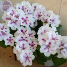 Rare BELLFARM Geranium Purely White Petals Purple Spot Flower 10 Seeds