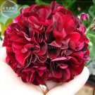 Rare BELLFARM Geranium 'PAC Tommy' Dark Red Flower Seeds, Professional Pack, 10 Seeds