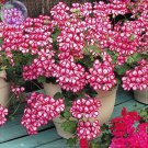 Rare BELLFARM Geranium 'Dragon Beads' Dark Red White Flower Seeds, Professional Pack, 10 Seeds