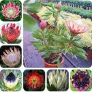 Rare Protea Cynaroides, Mixed 50 seeds