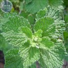 Rare BELLFARM Imported Horehound Seeds, Professional Pack, 20 Seeds
