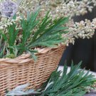 Rare BELLFARM Heriloom Herbs Plant Mugwort Seeds, Professional Pack, 100 Seeds