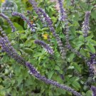 Rare BELLFARM Basil Seeds - Blue Spice, Professional Pack, 20 Seeds