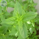 Rare BELLFARM Heirloom Lime Basil (Ocimum Basilicum) Seeds, 20 Seeds