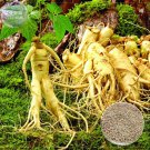 Rare BELLFARM Heirloom Chinese Hardy Panax Ginseng Ashwaganda Seeds