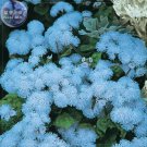 Rare BELLFARM Ageratum 'Blue Ball' Quality Flower Seeds, 38 Seeds