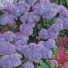 Rare BELLFARM Ageratum Mauritius F1 Seeds, 28 Seeds