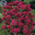 Rare BELLFARM Ageratum Red Sea Seeds, 10 Seeds, Professional pack,