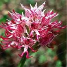 Rare Italian Man Orchid 100 seeds